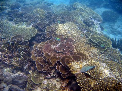 Image: Healthy coral