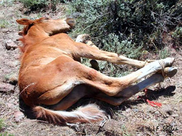 Dead Mustang Foal
