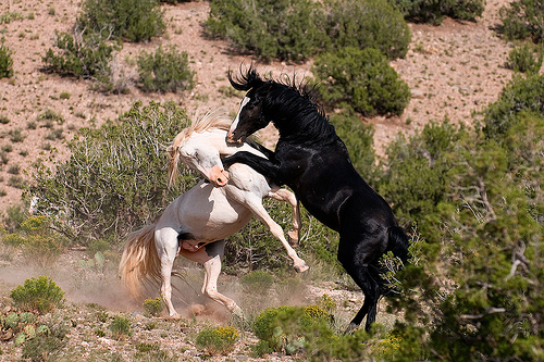 Juan and Black by Lynne Pomeranz