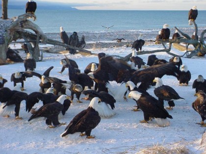 insert picture image