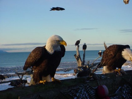 insert picture image