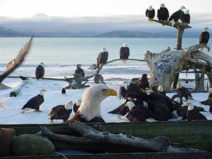 insert picture image