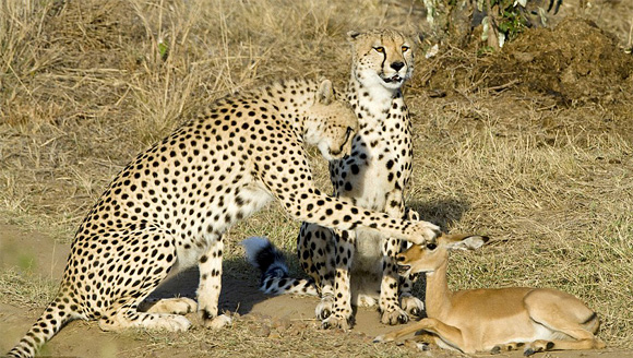 Image Dimension: 580x328 :: Photographer Michel Denis-Huot captured these amazing pictures on Kenian safari Photographer Michel Denis-Huot captured these amazing pictures on Kenian safari