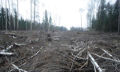 A clearing in the Khimki forest outside Moscow, Russia