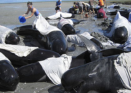 New Zealand residents rush to try and save pilots whales stranded at Puponga Point in Golden Bay.