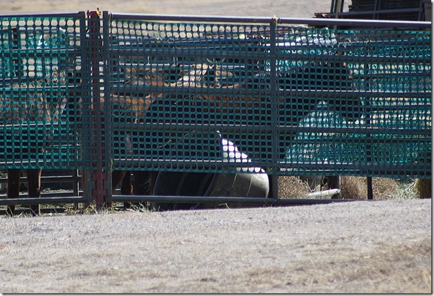 Antelope2-14 365 (2) Antelope2-14 365 (2)