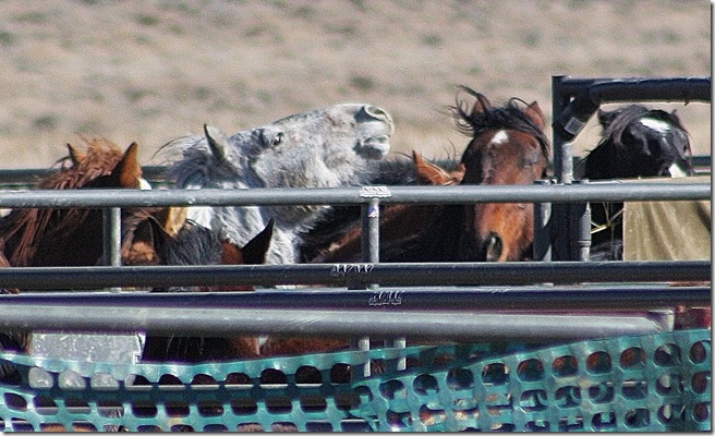 Antelope2-14 507 (2) Antelope2-14 507 (2)
