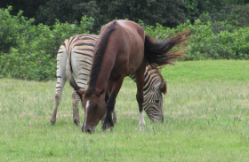 OH, ROAM-EO:  Left and above, Zebbie, a zebra stallion whose amorous escapades with horses and donkeys ended with him being  shot and killed by Eastern Cape Parks and Tourism Agency officials after he escaped  from the Cwebe Nature Reserve on the Transkei Wild Coast. Pic: SUPPLIED