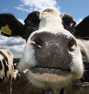 Cattle Star Galactica: Some of the cows were mutilated by aliens