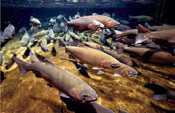 Salmon spawning in the Hanford Reach of the Columbia River, at the site of 30 years of radioactive releases. Credit: US Department of Energy, via Wikimedia Commons. Salmon spawning in the Hanford Reach of the Columbia River, at the site of 30 years of radioactive releases. Credit: US Department of Energy, via Wikimedia Commons.