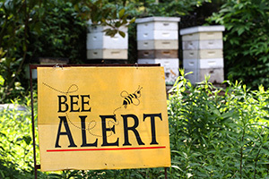 2013-10-25-beealert300.jpg