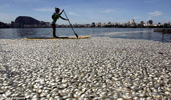 65 tonnes of DEAD FISH wash up at Rio de Janeiro Olympic rowing venue after oxygen levels plummet in torrential rain