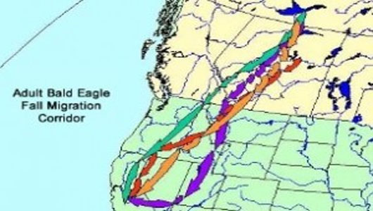 Bald Eagles Dying, Paralyzed, Seizures In Western US