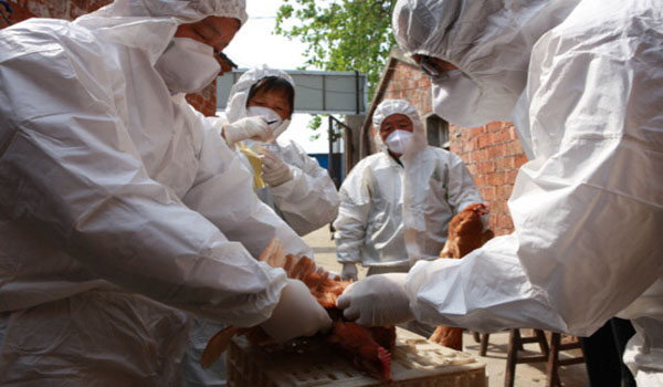 China Premier Asks to Stay on High Alert on H7N9 Bird Flu