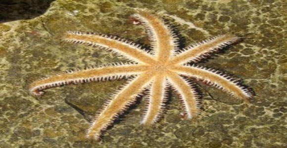Hundreds Of Dead Sea Stars Discovered On Seattle Shore