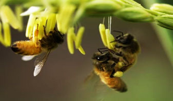 Plight of the American bumblebee Disappearing