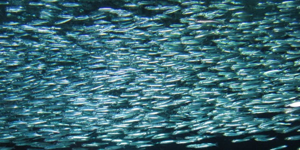Scientists Baffled by Mass Sardine Die-Sardines All GONE, Not ONE Found Off West Coast