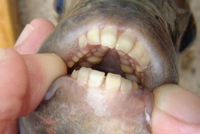 Video Horrific Testicle-Eating Fish Invade IL Lake