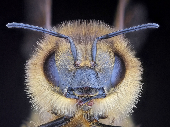 honey bee face photo