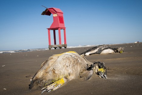 Dead: The bodies of more than 500 penguins, pictured, have washed up on beaches in southern Brazil in the past week