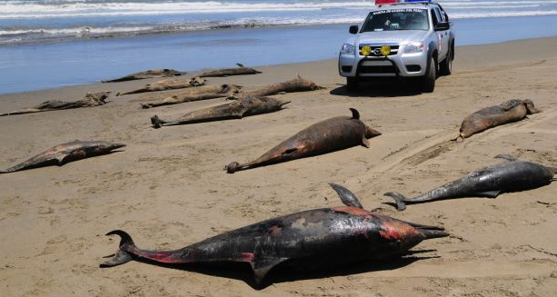 dolphin die-off Peru