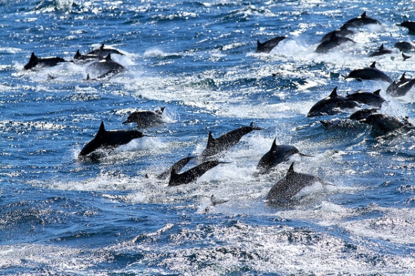 Dolphins