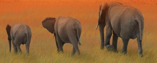 Wild Elephants Gather to Mourn Death of �Elephant Whisperer�