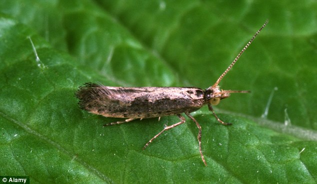 Diamond back moth Plutella xylostella moth on Chinese cabbage leaf