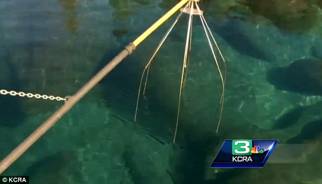 Capture: Ms Ngai uses electric prongs like this one to shock fish in the water for capture, sometimes getting 200 fish in each scoop