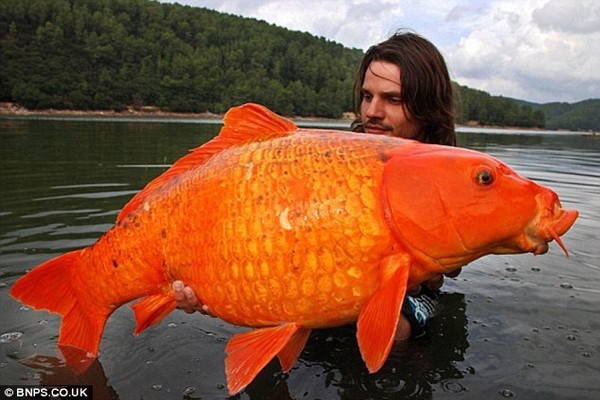 We're going to need a bigger bowl! Monster goldfish up to a foot and a half long are found in Lake Tahoe after being dumped from aquariums