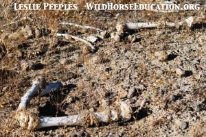 "bone pit" at Shledon