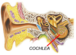 432 hz & inner ear