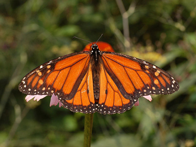 Monarch Butterfly.