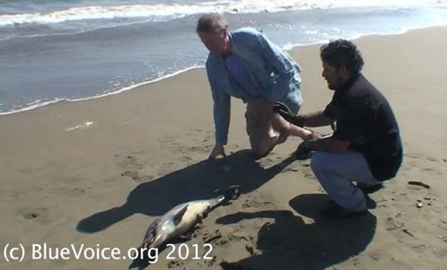 Mystery: Conservationists find a baby dolphin washed up on the beach. The cause of the dolphins' deaths has still not been verified