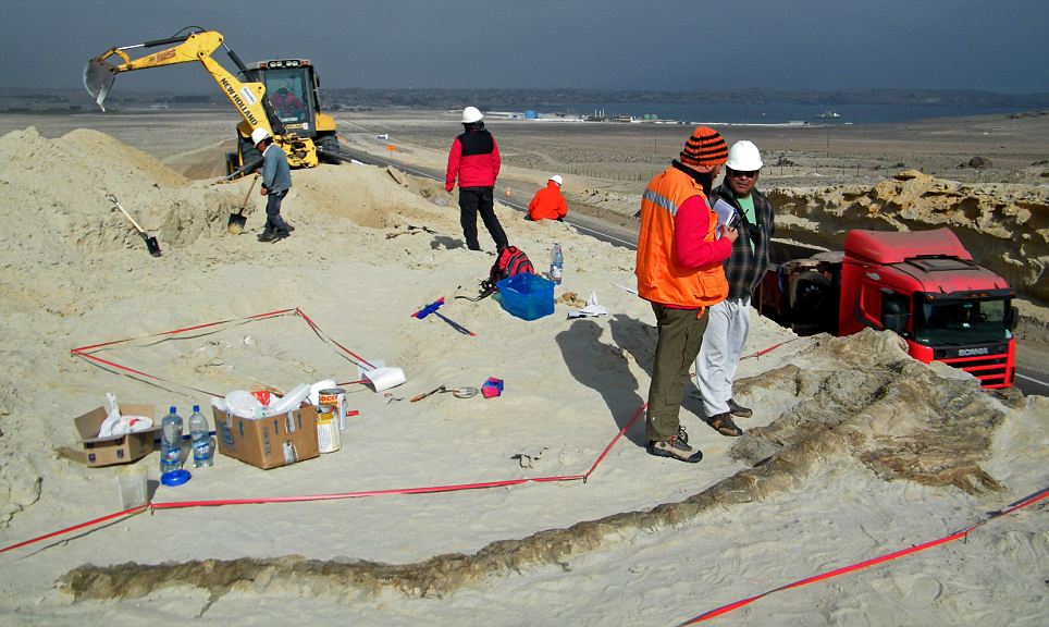 'Significant': Researchers believe there could be hundreds more skeletons on the hill. They have been asked to moved the fossils so road work can continue