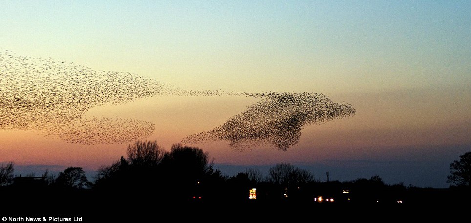 Stunning: A flock of starlings in the shape of a dolphin being chased by a whale make their way acoss the dusk skies above Gretna Green, Scotland