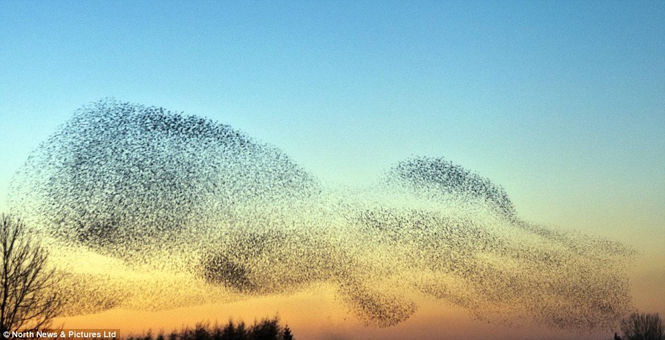 Seas of the sky: The starlings form the shape of an octopus