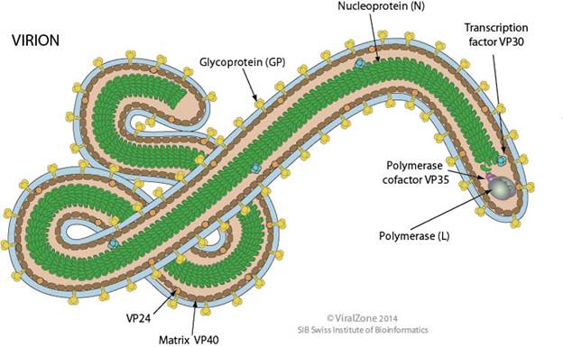 http://education.expasy.org/images/Filovirus_virion.jpg